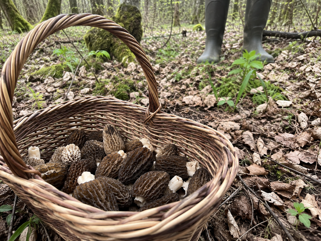 Pourquoi les morilles sont-elles chères ?