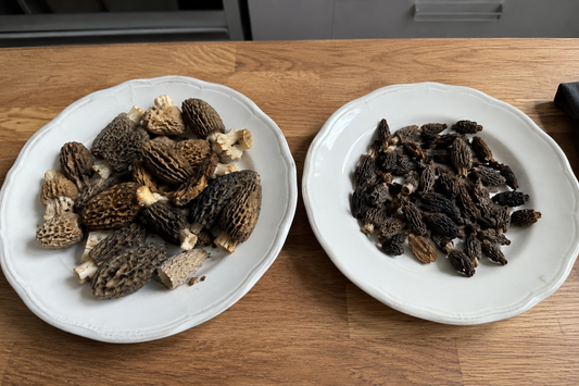 Morilles fraîches ou séchées ?