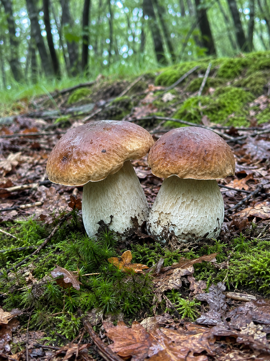 Comment reconnaître un cèpe ?