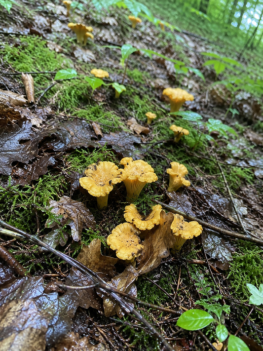 Comment reconnaître une girolle ?