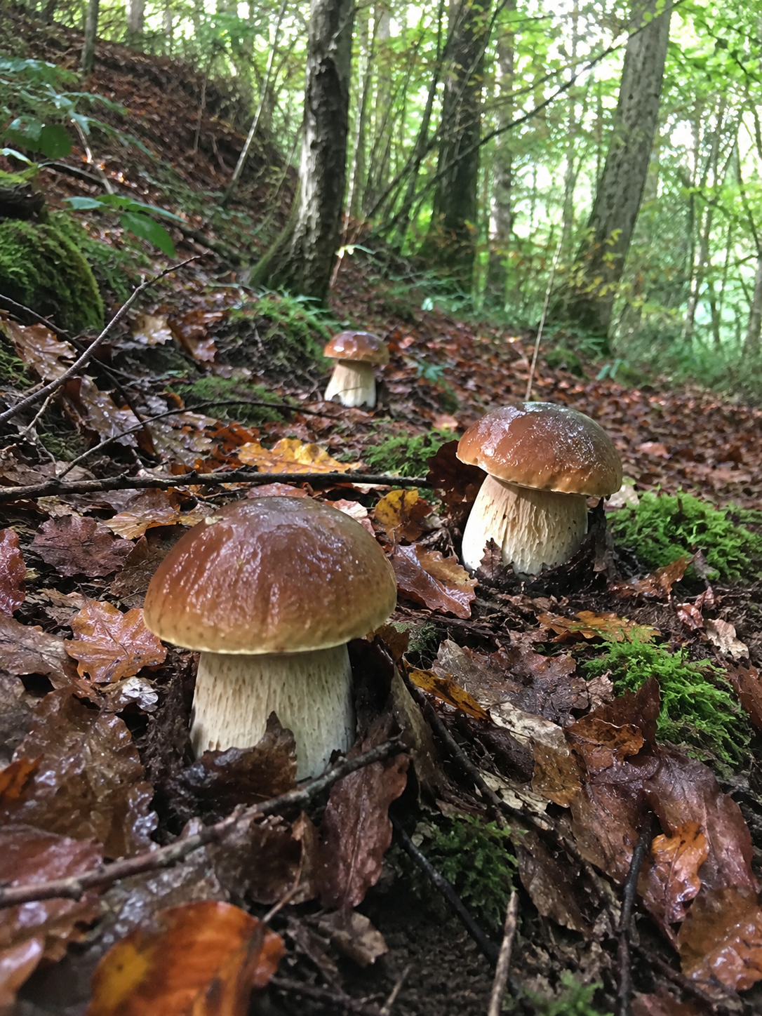 Cèpes en forêt pendant la saison de récolte en France